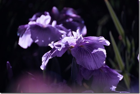horikiri iris garden 2019/6