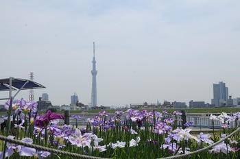 20130605-2.jpg